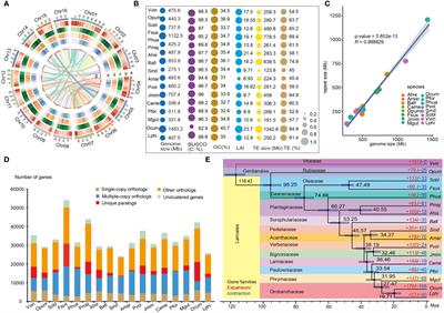 Chromosome-level assembly of Lindenbergia philippensis and comparative genomic analyses shed light on genome evolution in Lamiales